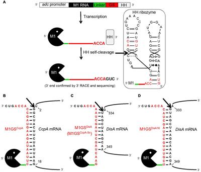 Ribozyme-Mediated Downregulation Uncovers DNA Integrity Scanning Protein A (DisA) as a Solventogenesis Determinant in Clostridium beijerinckii